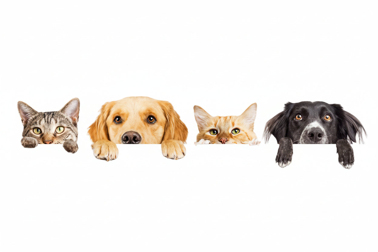 Home Page Banner Image